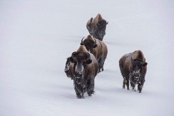 Hopkins, Cindy Miller 아티스트의 USA-Wyoming-Yellowstone National Park Bison herd in the snow작품입니다.